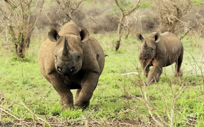 Black Rhino Game Lodge